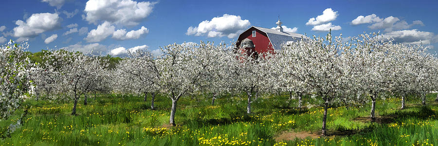 Door County Cherry Blossoms Panorama Painting by Christopher Arndt