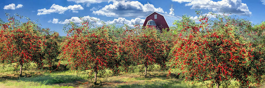 Door County Cherry Harvest and Red Barn Panorama Painting by Christopher Arndt
