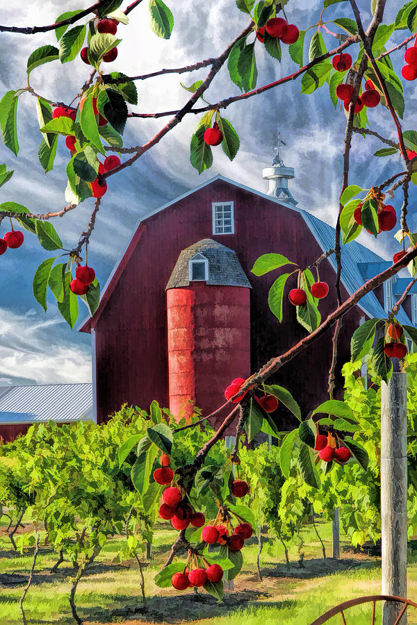 Door County Cherry Harvest Red Barn Painting by Christopher Arndt