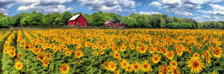 Door County Field of Sunflowers Panorama Painting by Christopher Arndt