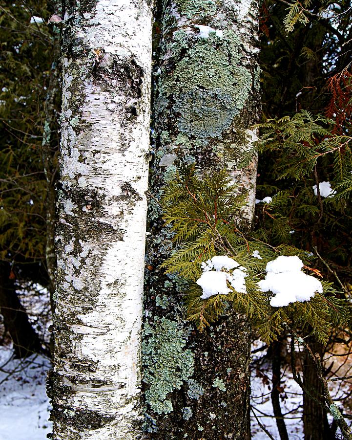 Door County S Cave Point County Park Winter Scenes Photograph By