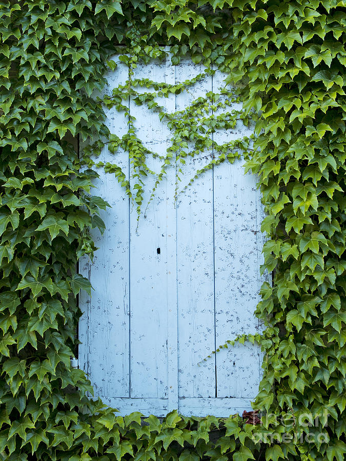 Door Framed By Plants Photograph by JM Travel Photography