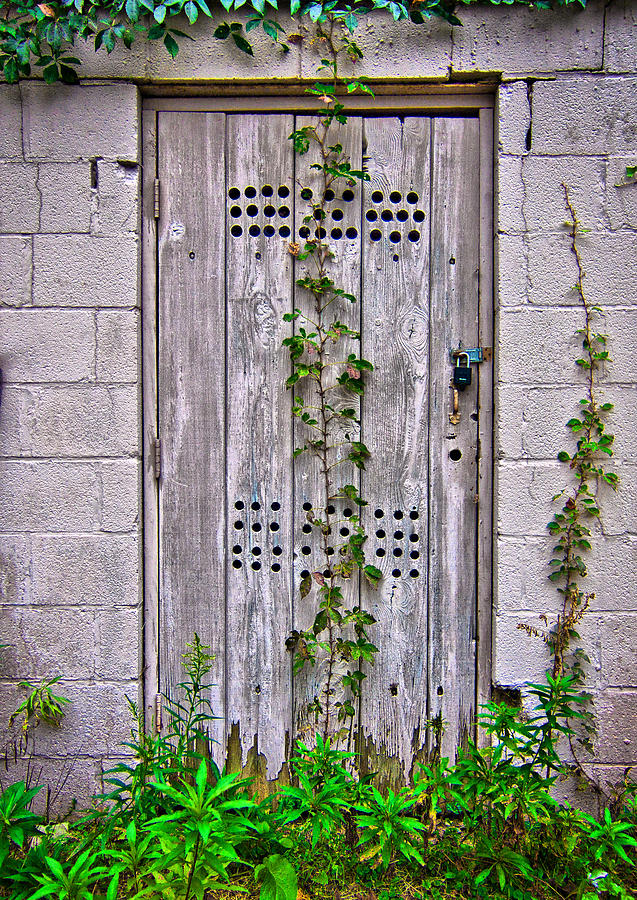 Door Vines Photograph by Mark Dottle