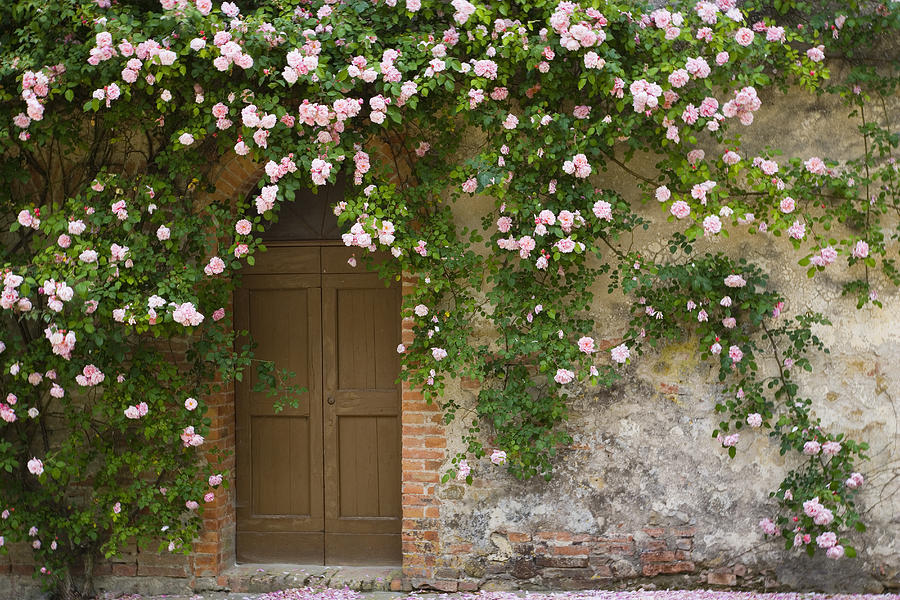 Doorway covered with pink rose flowers Photograph by Darrell Gulin
