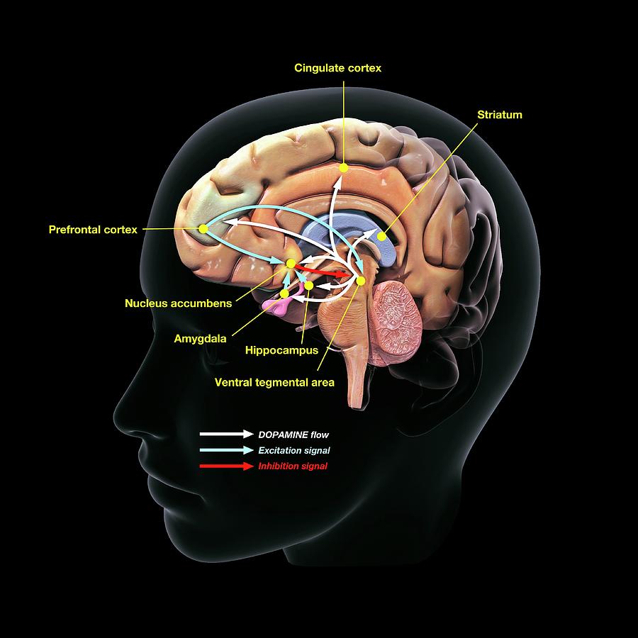 Dopamine Brain Mechanism Photograph by Jose Antonio Penas/science Photo Library