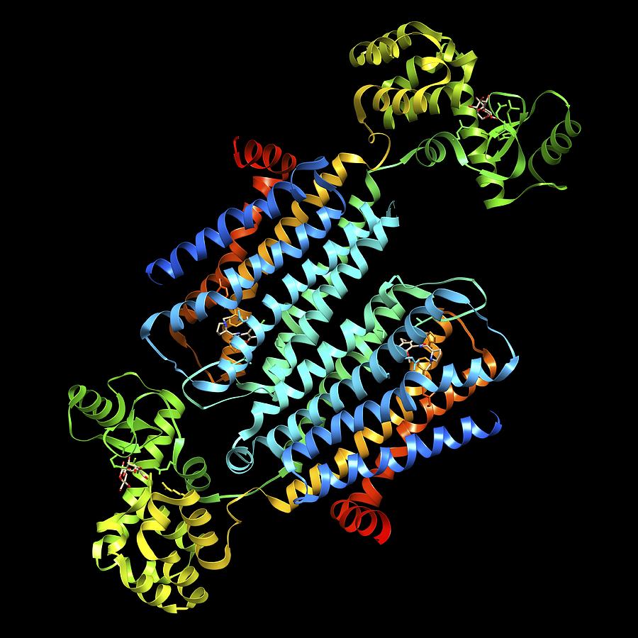 Dopamine Receptor D3 Photograph By Science Photo Library - Fine Art America