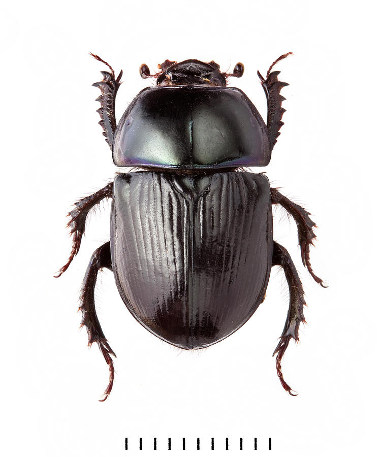 Dor Beetle Photograph by Natural History Museum, London - Pixels