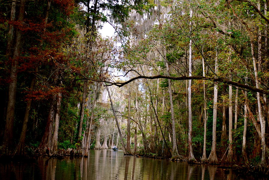 Tree Photograph - Dora Canal Tavares Florida by Cyndi Lenz