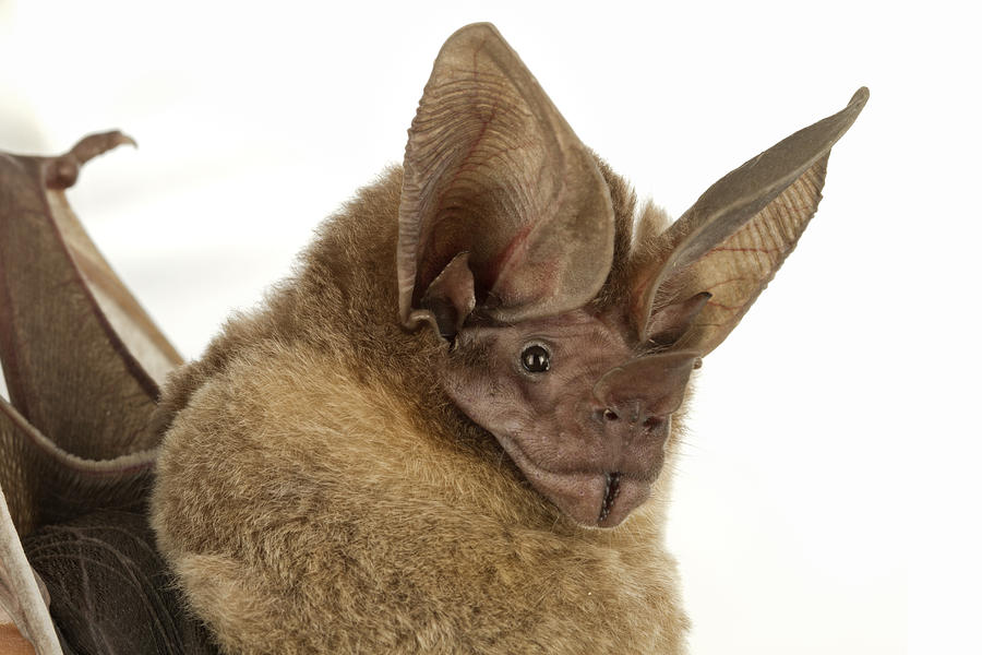 Dorbignys Round-eared Bat Suriname Photograph by Piotr Naskrecki