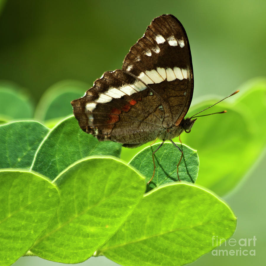 Doris longwing butterfly Photograph by Heiko Koehrer-Wagner - Fine Art ...