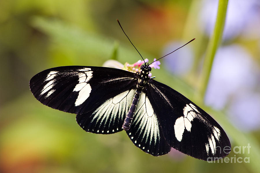 Doris Longwing Butterfly Photograph by Oscar Gutierrez