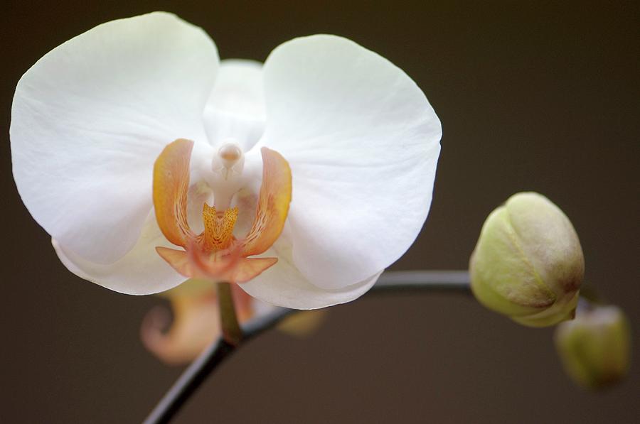 Orchid Photograph - Doritaenopsis Martha Dolge Orchid by Maria Mosolova