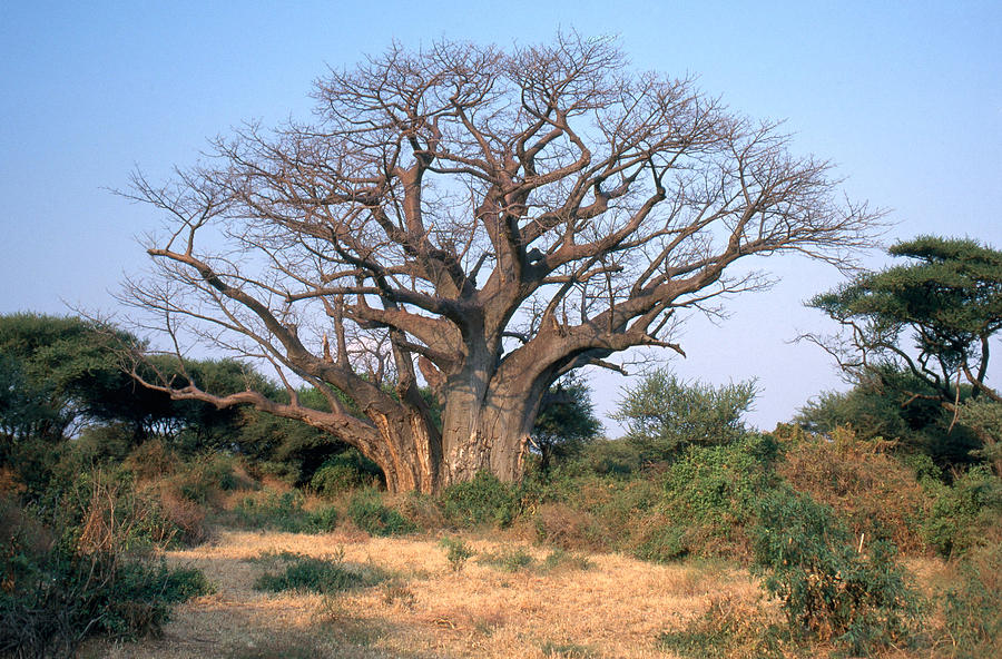 Dormant Baobab Tree Photograph by Mary Beth Angelo