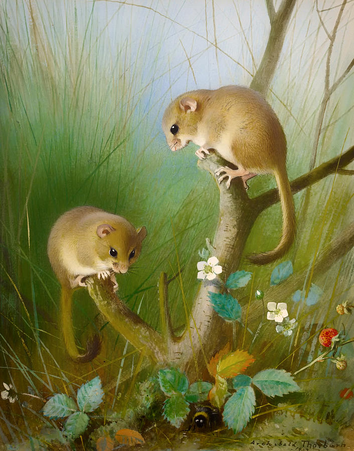 Flower Painting - Dormice by Mountain Dreams