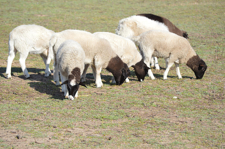 Dorper Sheep Photograph by Roy Erickson - Fine Art America