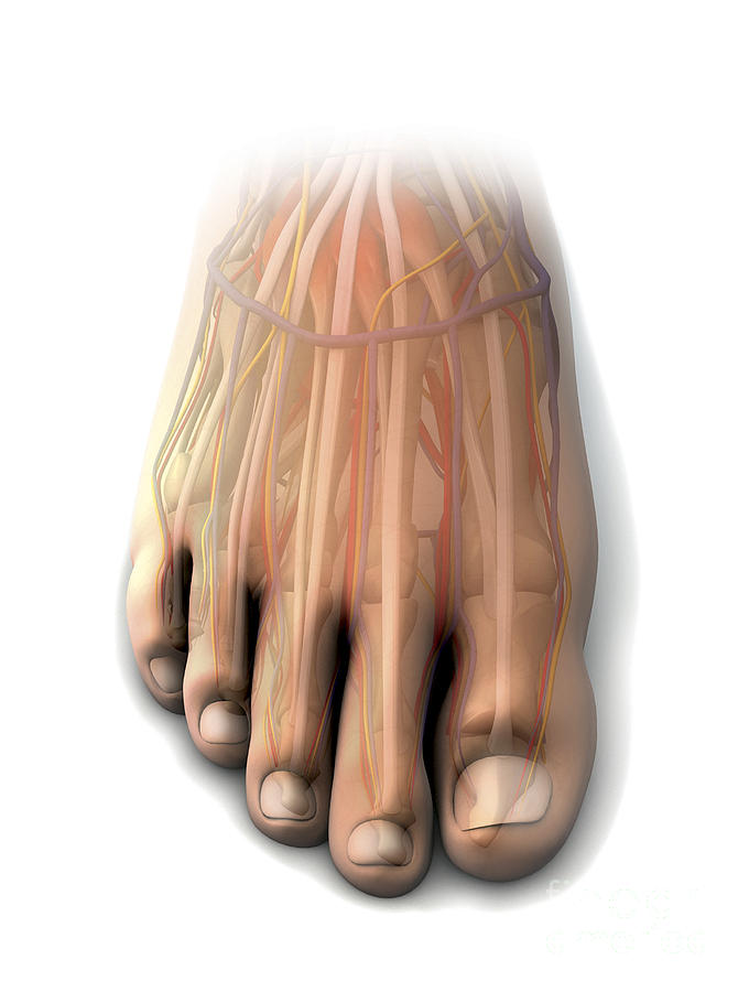 Dorsal Anatomy Of The Human Foot Digital Art