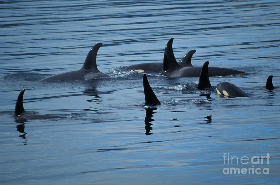 Dorsal Fins Of Killer Whales Orcinus Photograph by Ron Sanford