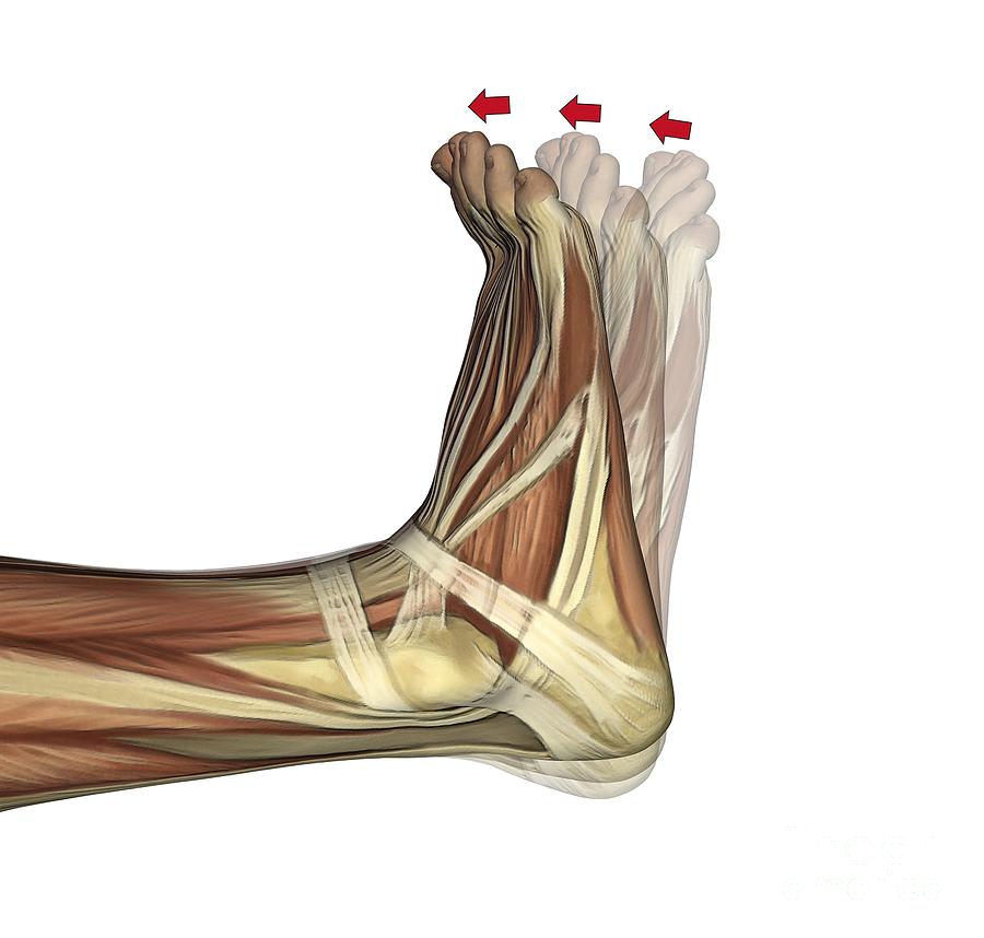 Dorsiflexion Of The Foot Artwork Photograph By D L Graphics