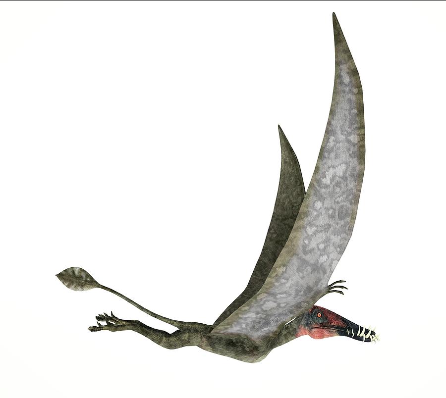 dorygnathus