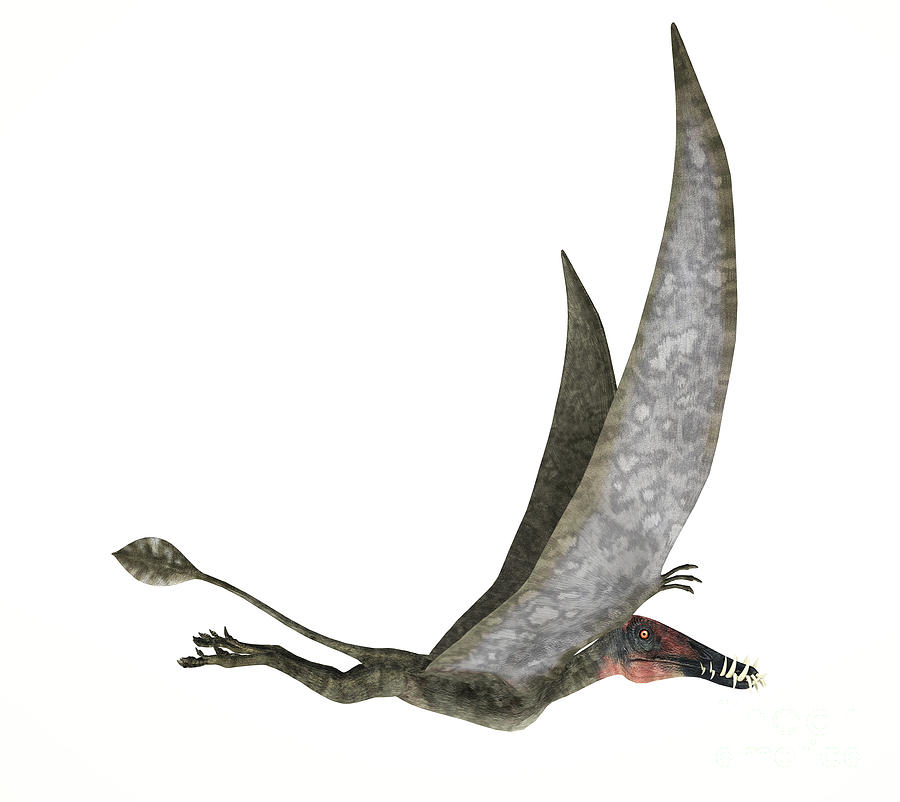 Dorygnathus Flying Dinosaur Digital Art