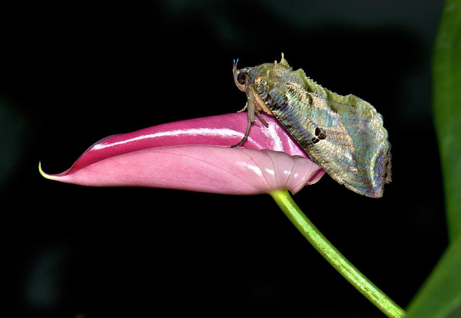 Dot-underwing Moth Photograph by K Jayaram
