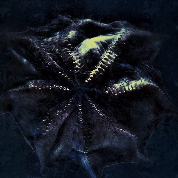 Octopus Photograph - Dot

#aquarium #bw #blue #beautiful by Moto Jp