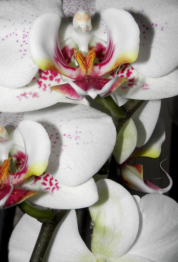 Dots and Splashes of Pink on Orchid Photograph by Kim Galluzzo Wozniak