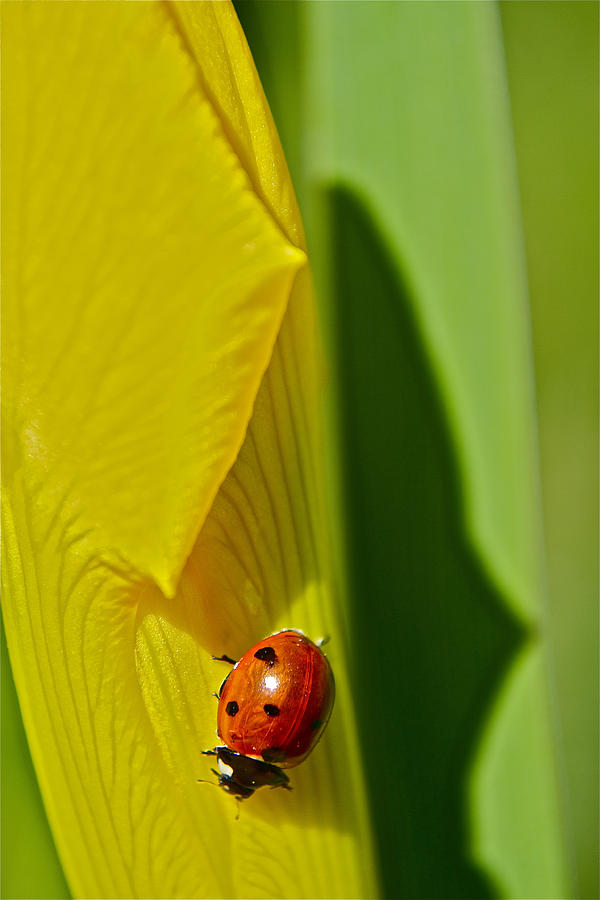 Ladybug Photograph - Dots by Bill Owen