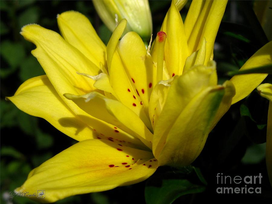 Double Asiatic Lily named Fata Morgana Photograph by J McCombie
