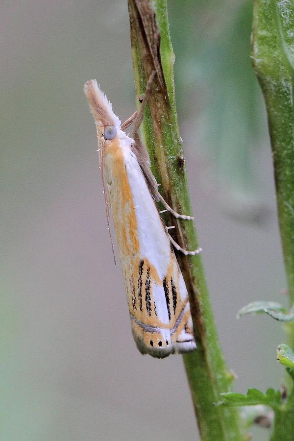 Double-banded Grass-veneer Moth Photograph by Doris Potter