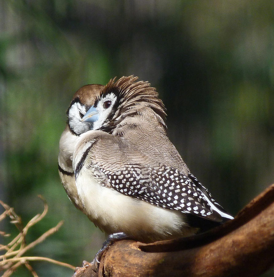 Finch Photograph - Double-barred Finch Tete-a-tete by Margaret Saheed