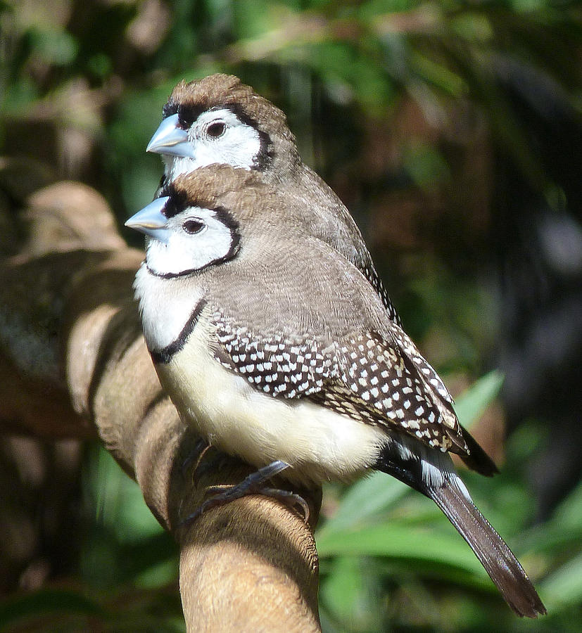 Finch Photograph - Double-barred Finch Togetherness by Margaret Saheed