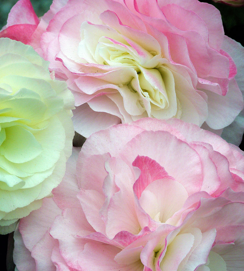 Double Begonia Photograph by Lynn Bolt