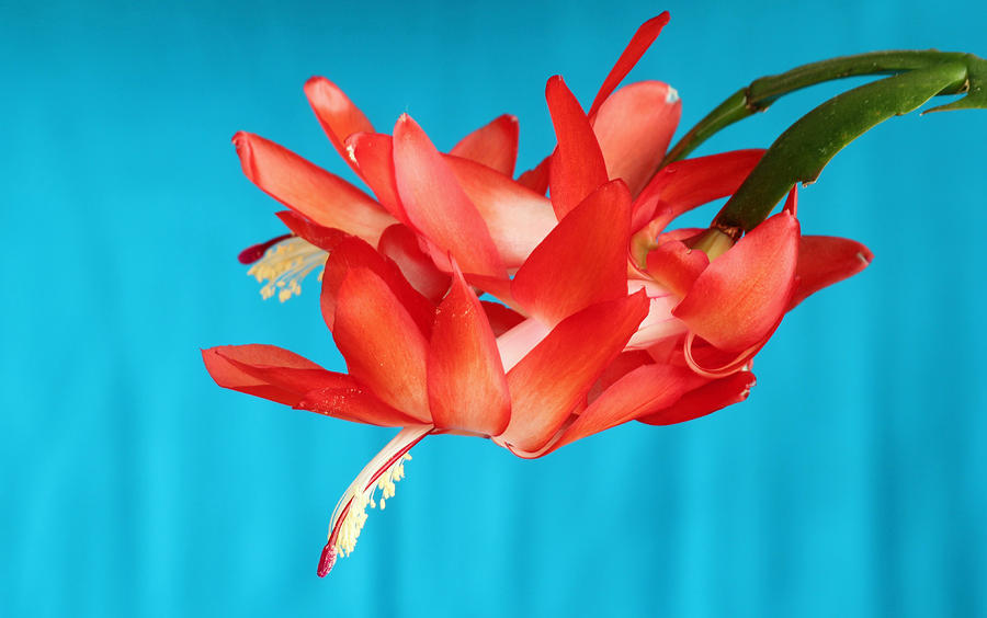 Christmas Cactus Photograph - Double Bloom in Red by E Faithe Lester