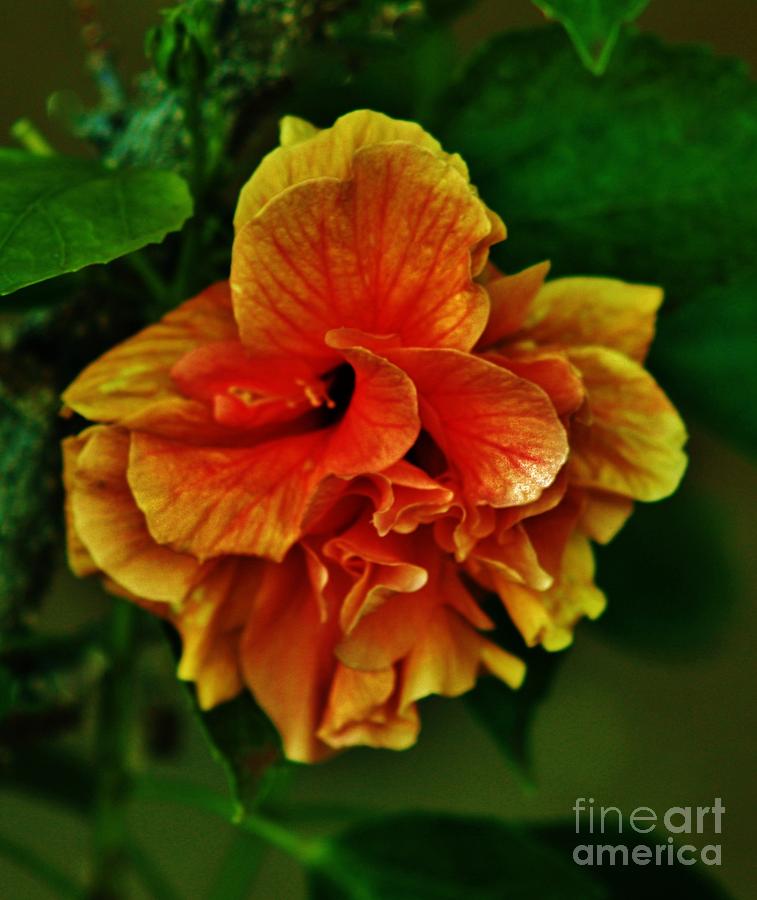 Double Blossom Hibiscus Photograph by Craig Wood