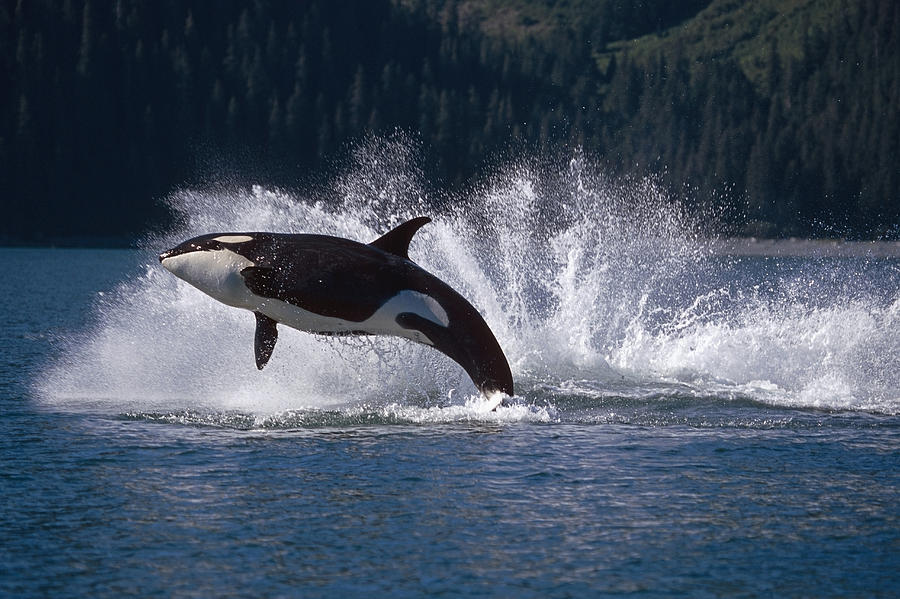 Double Breaching Orcas Bainbridge Photograph by Calvin Hall