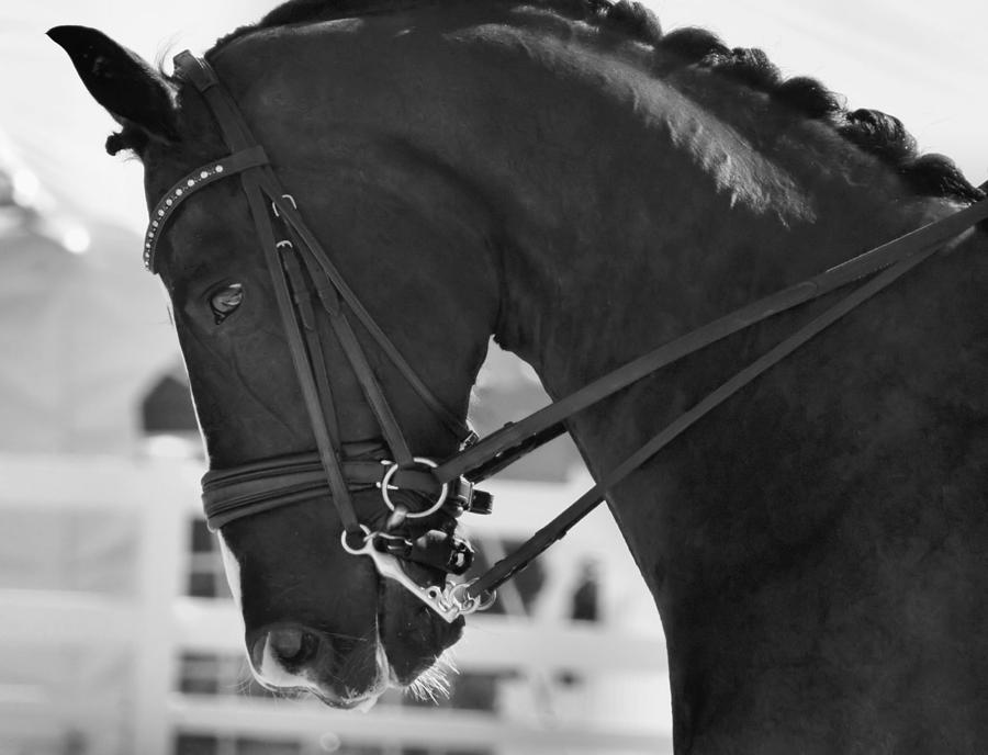 Double Bridle Photograph by JAMART Photography