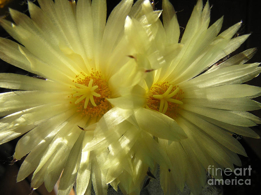 Double Cactus Flower Photograph