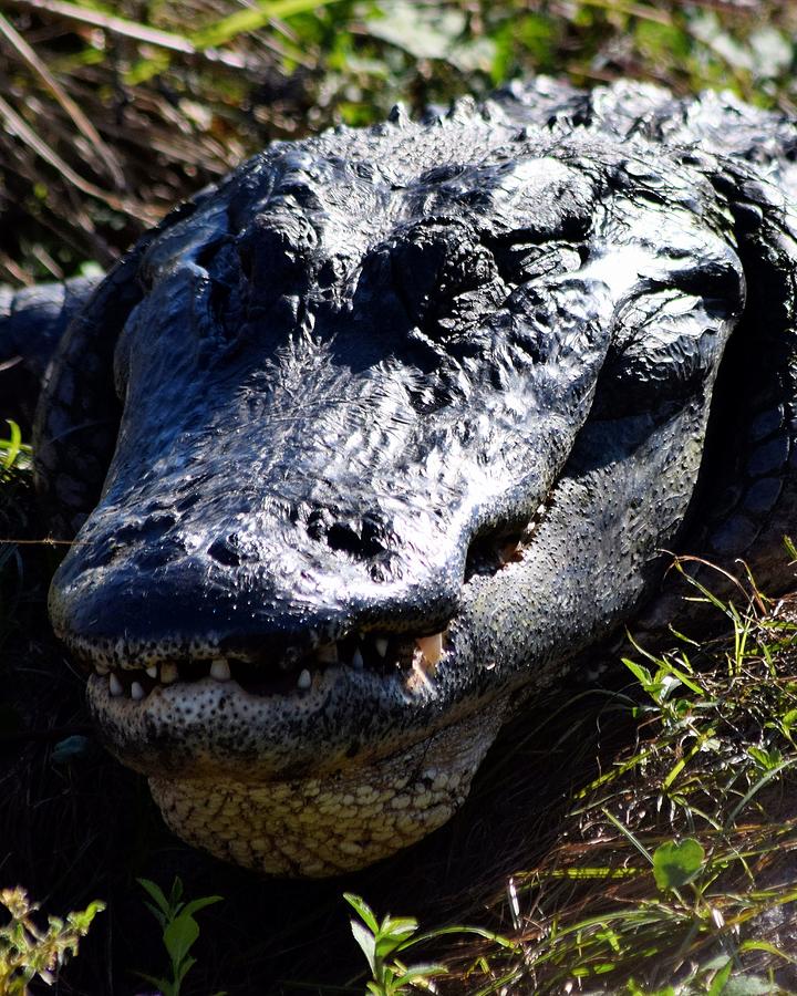 Double Chin Gator Photograph by Sheri McLeroy