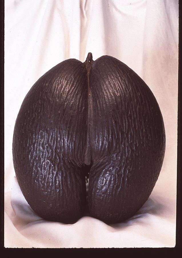 Double Coconut Seed Photograph by Jerry Mason/science Photo Library ...
