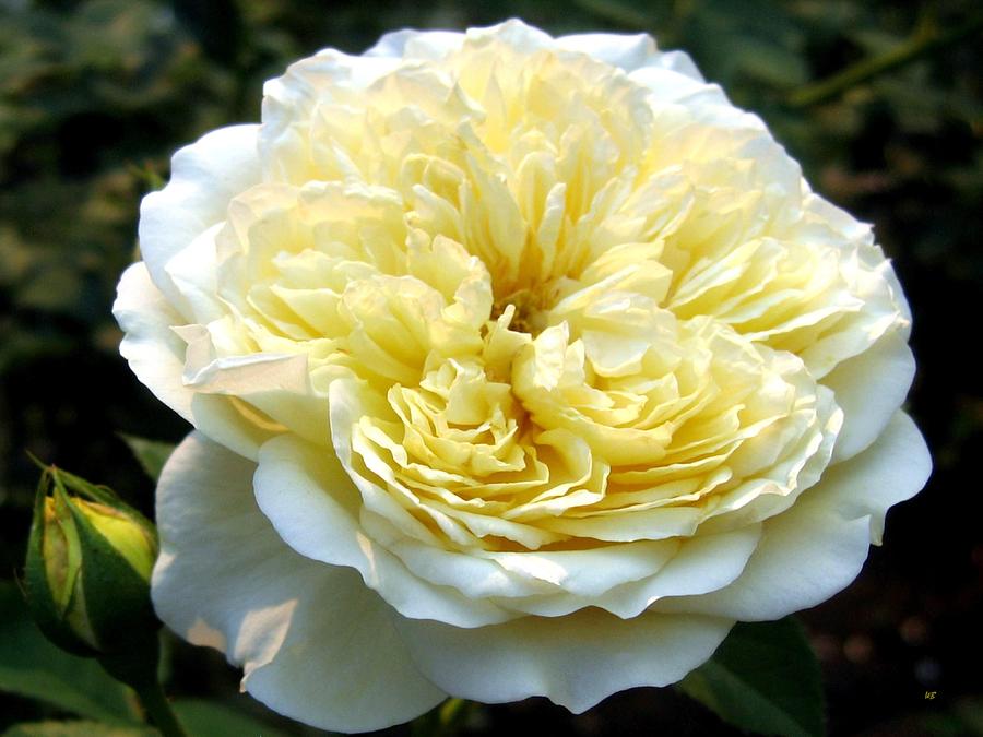 Double Cream Rose Photograph by Will Borden