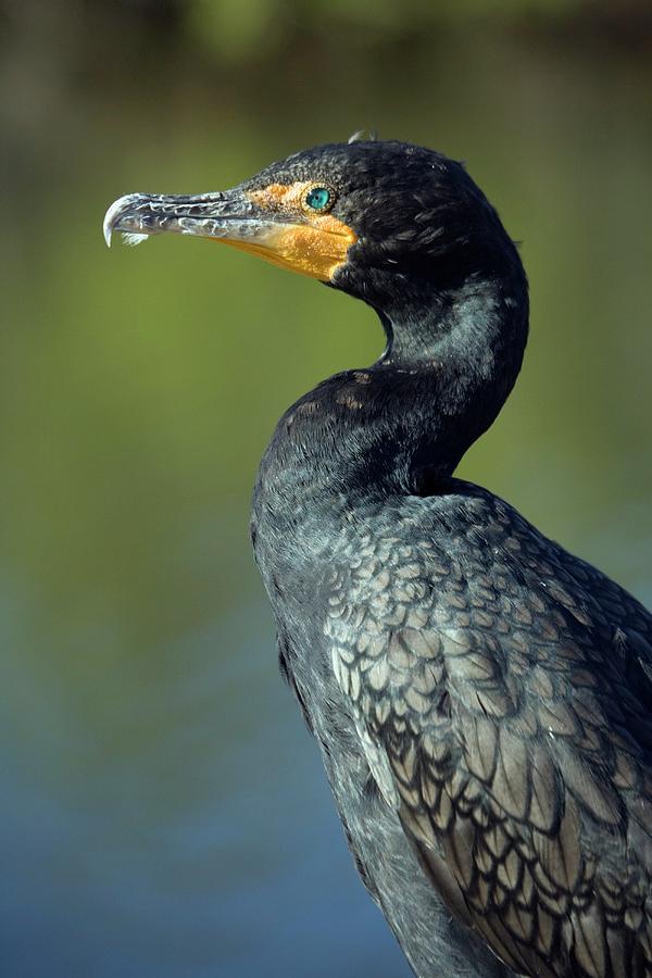 Double-crested Cormorant Photograph by Bob Gibbons/science Photo ...