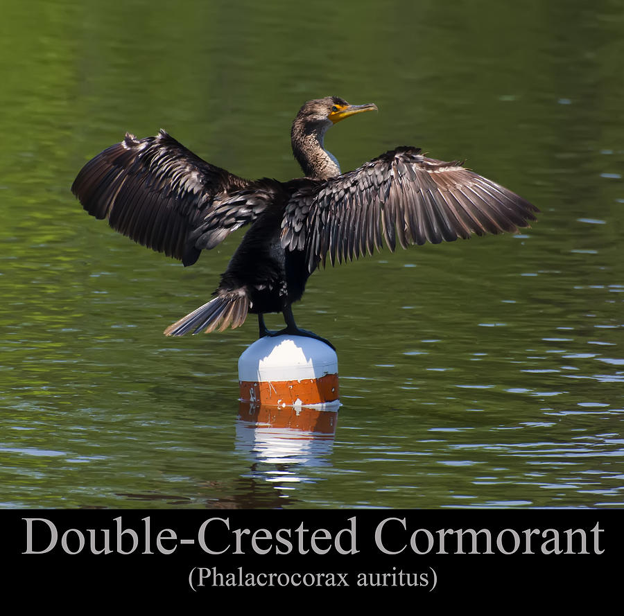 Double Crested Cormorant Digital Art - Double Crested Cormorant by Flees Photos