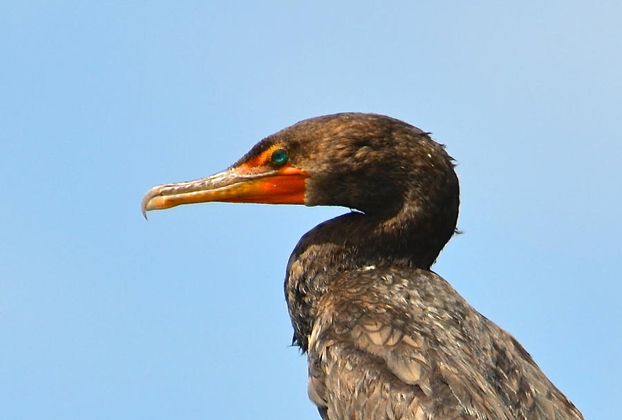 Double-crested Cormorant Close-up Photograph by Lorelei Galardi - Fine ...