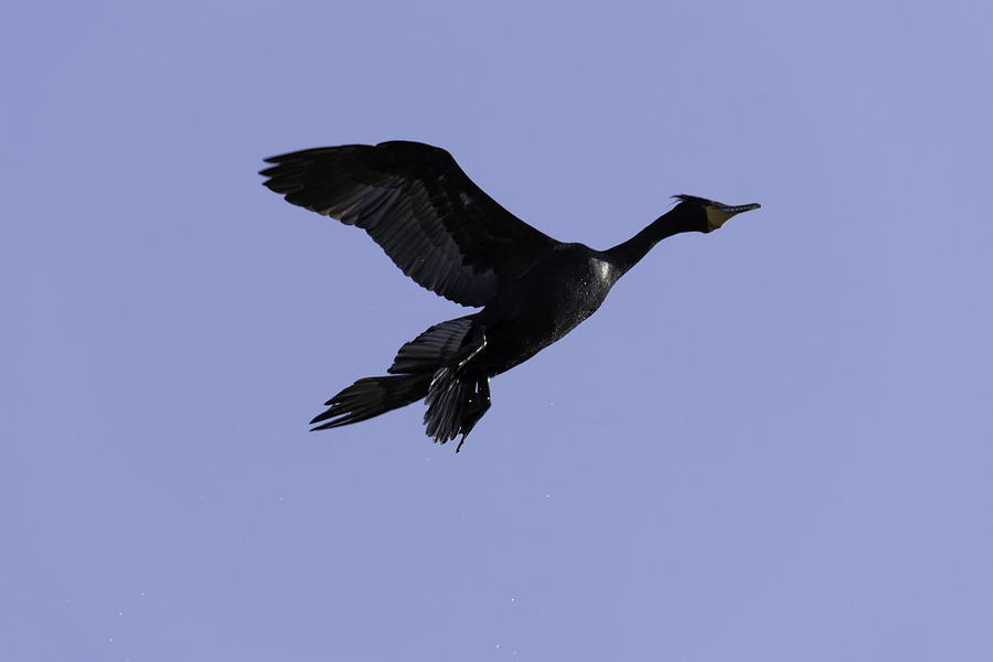 Nature Photograph - Double-crested Cormorant coming in. by Steven Wilson