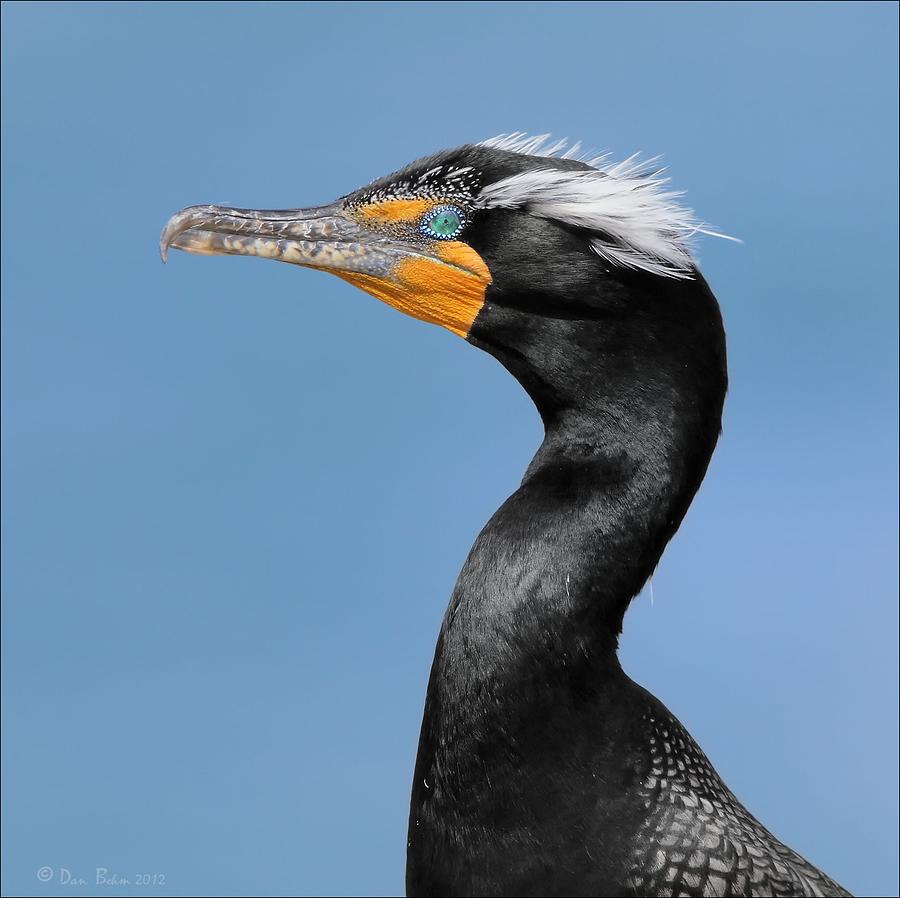 Double Crested Cormorant  Photograph by Daniel Behm