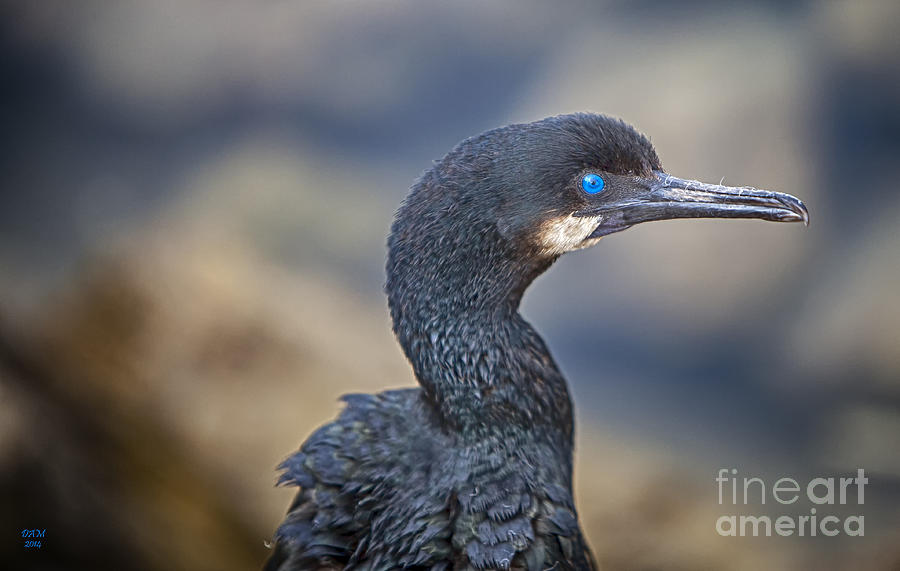 Double-crested Cormorant Photograph by David Millenheft