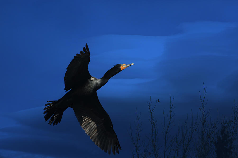Cormorant Photograph - Double-crested Cormorant by Donna Kennedy Cormorant Photograph - Double-crested Cormorant by Donna Kennedy