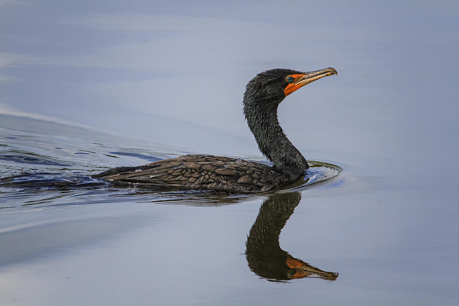 Double-crested Cormorant Photograph by Gary Hall