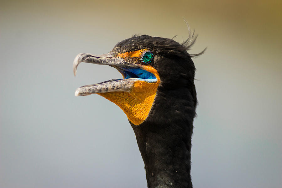 Double-crested Cormorant Photograph by George Kenhan